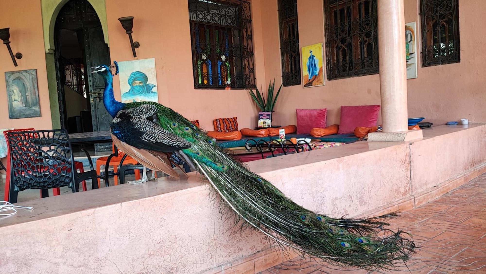 Las Palmeras Guest House Douar Caïd Layadi Esterno foto